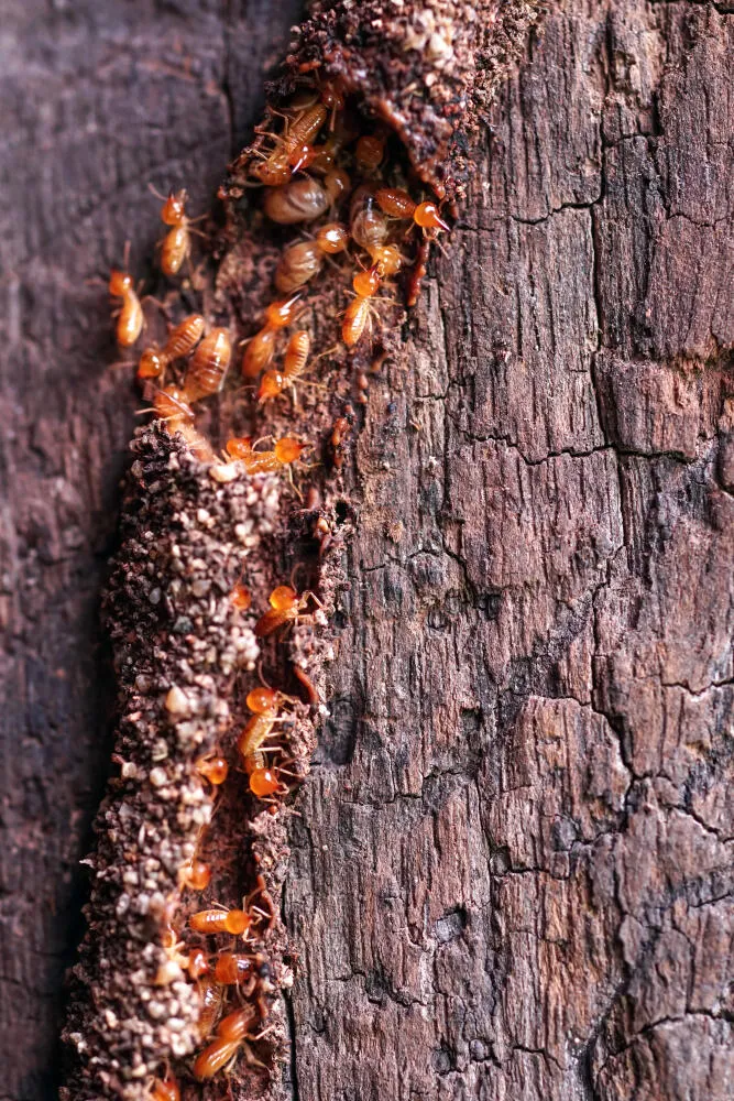 Descupinização - RJ // Limpeza de Cisterna - Rio de Janeiro Descupinização - RJ // Limpeza de Cisterna - Rio de Janeiro