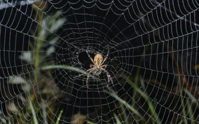 Dedetização de aranhas RJ: como acabar a praga fale com biólogo