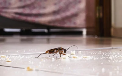 Dedetização de baratas RJ: como eliminar fale com o especialista
