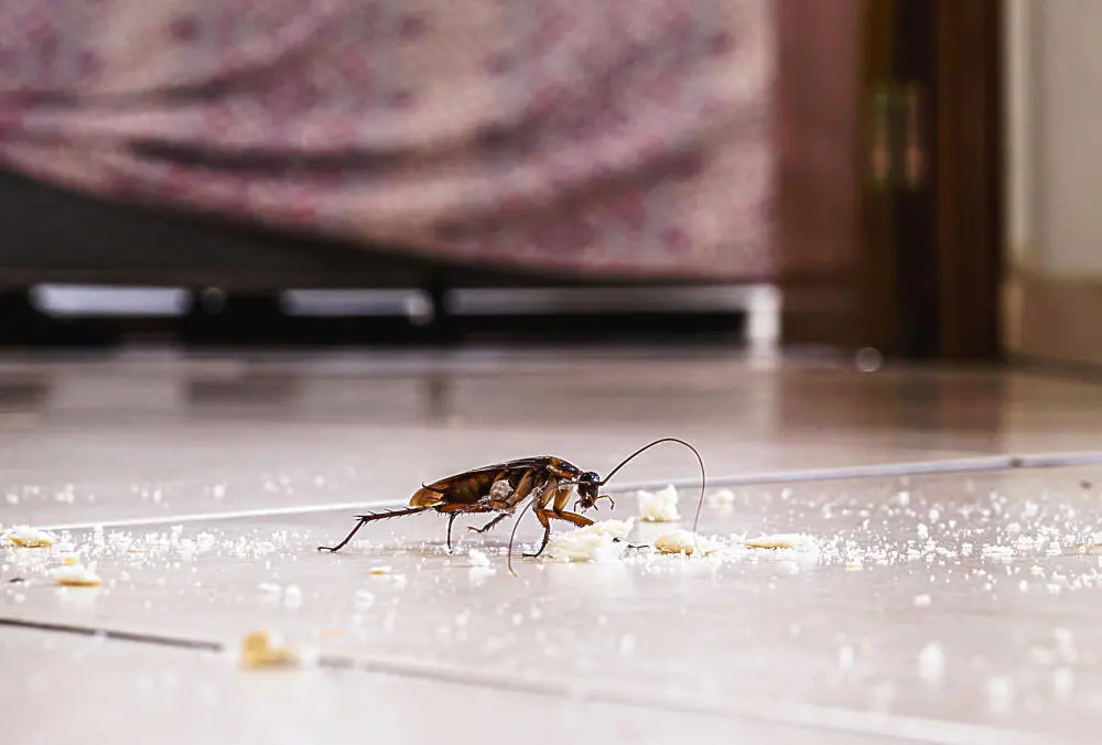 Dedetização de baratas RJ: como eliminar fale com o especialista