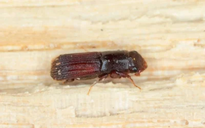 Dedetização de brocas RJ: evite esse problema na sua residência