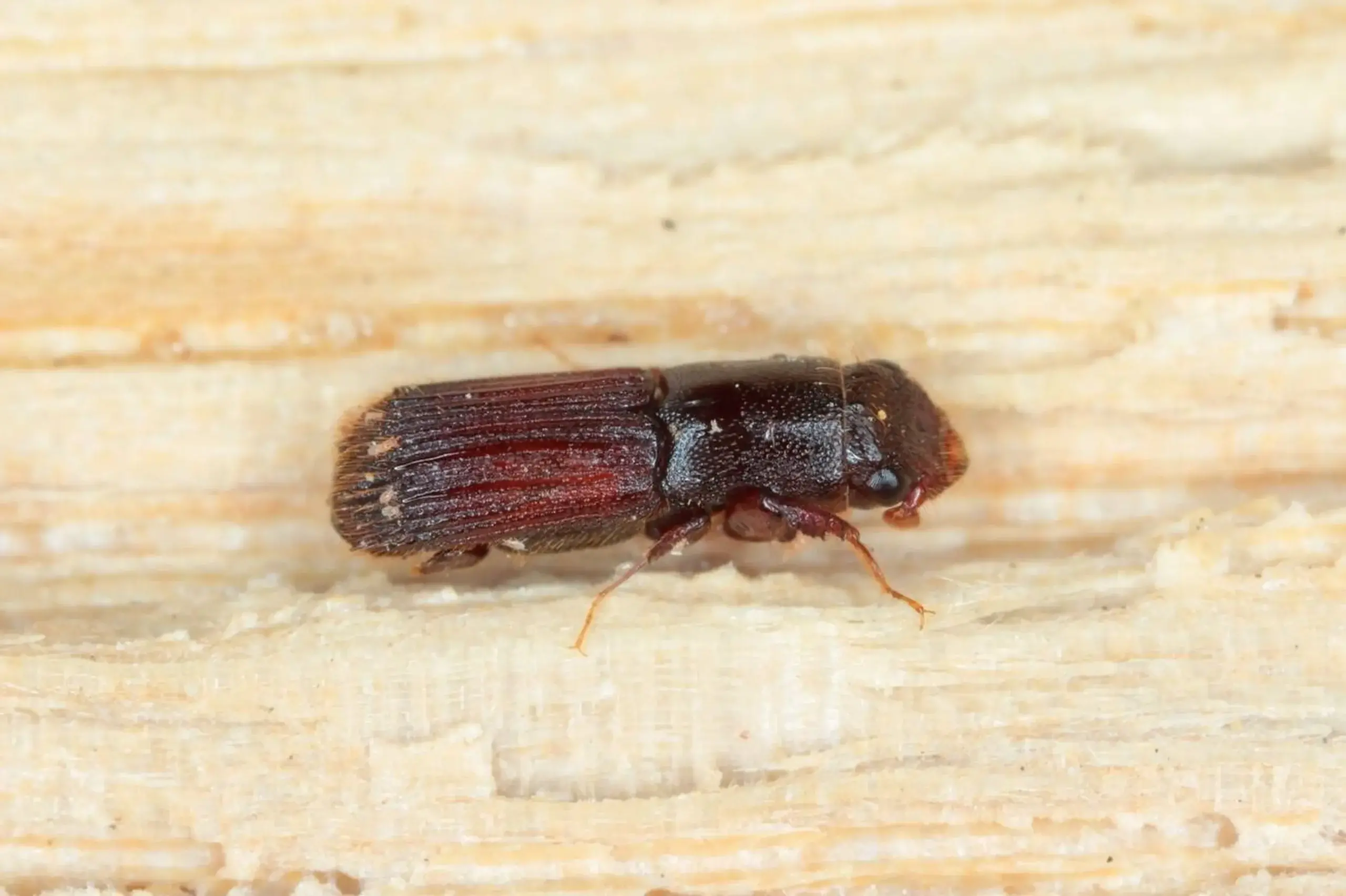 Dedetização de brocas RJ: evite esse problema na sua residência