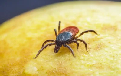 Dedetização de carrapatos RJ: chame o especialista que resolve