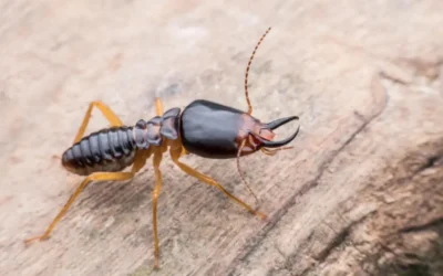 Dedetização de cupim RJ: métodos eficazes para eliminar e prevenir