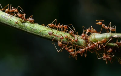 Dedetização de formiga RJ: como se livrar dessas pragas.