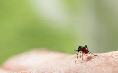 DEDETIZAÇÃO DE MOSCAS E MOSQUITOS RJ: PROTEÇÃO COMPLETRA DA SUA RESIDENCIAS OU EMPRESA.