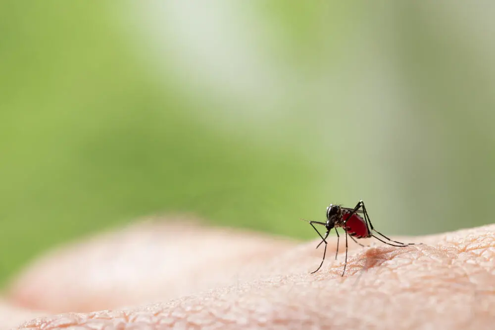 DEDETIZAÇÃO DE MOSCAS E MOSQUITOS RJ: PROTEÇÃO COMPLETRA DA SUA RESIDENCIAS OU EMPRESA.