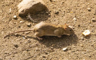 DEDETIZAÇÃO DE RATOS, RATAZANAS E CAMUNDONGOS RJ: CHAME UMA EMPRESA ESPECIALISTA