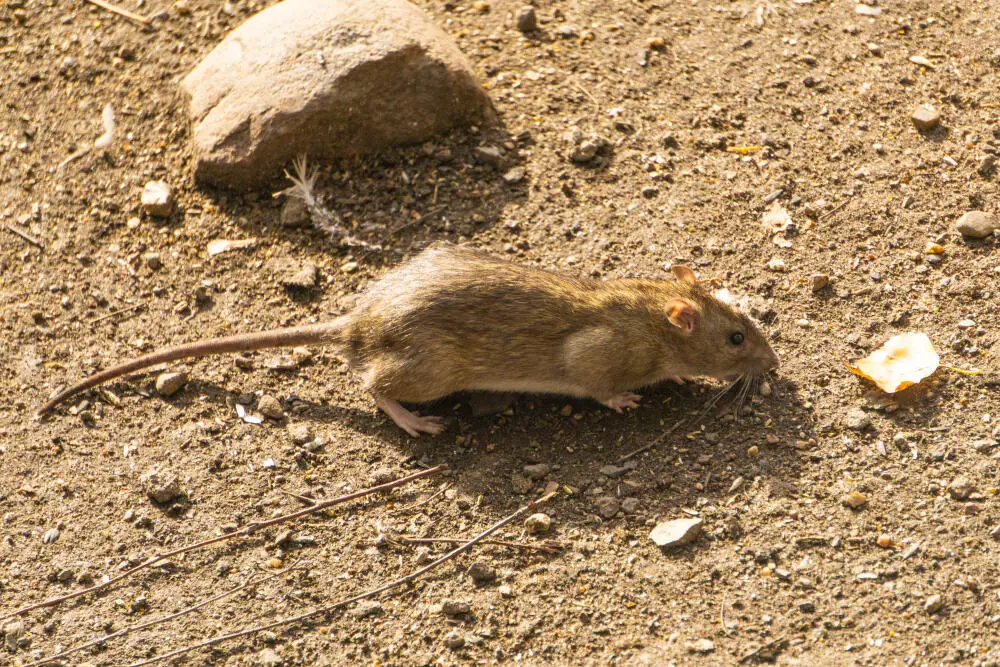 DEDETIZAÇÃO DE RATOS, RATAZANAS E CAMUNDONGOS RJ: CHAME UMA EMPRESA ESPECIALISTA