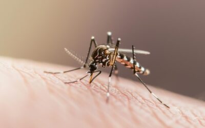 Carro Fumacê Orgânico RJ: Alternativa Sustentável no Combate a Mosquitos Urbanos