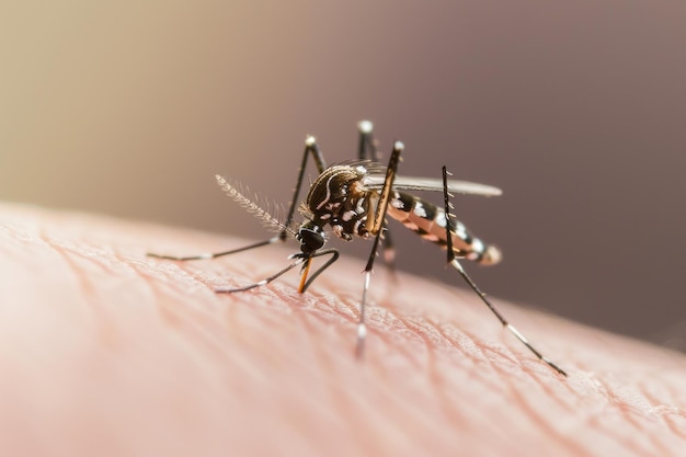 Carro Fumacê Orgânico RJ: Alternativa Sustentável no Combate a Mosquitos Urbanos