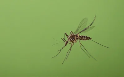 Carro fumacê RJ: controle e soluções para mosquitos