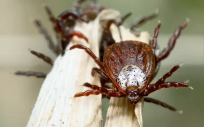Dedetização contra carrapatos na sua região: fique atento à febre maculosa. A doença do carrapato está em alta