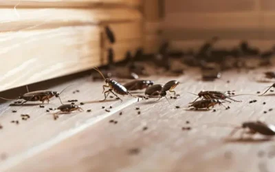 Está com infestação de pragas? RJ: plantão 24 horas. Fale com a Dedefone. Emitimos laudo e garantia INEA.