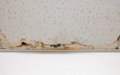 Antimofo e fungos em Niterói RJ: proteção eficaz contra microorganismos